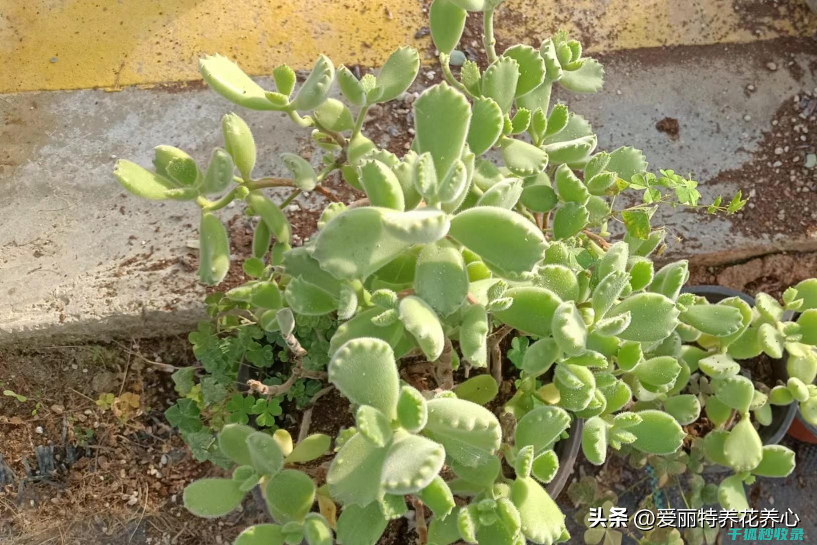 如何选择合适的花盆