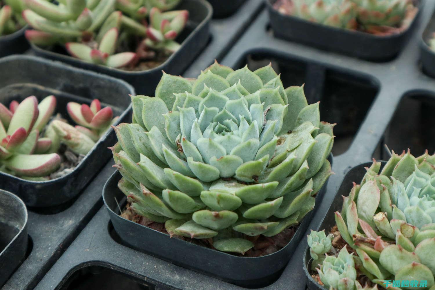 多肉植物养护误区：避免过度施肥的陷阱 (多肉植物养护技巧)