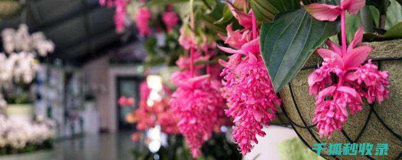 花卉施肥时机与土壤肥力的评估 (花卉施肥时机有哪些)