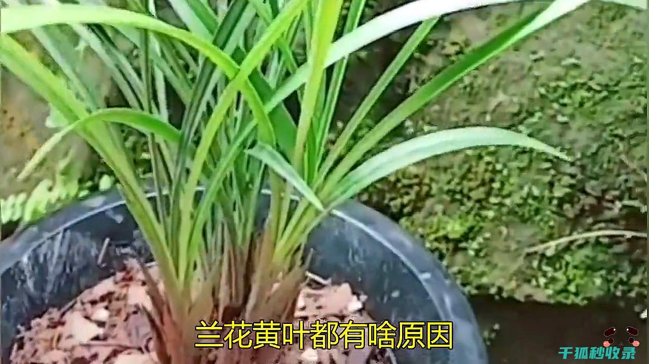 花卉施肥时机有哪些