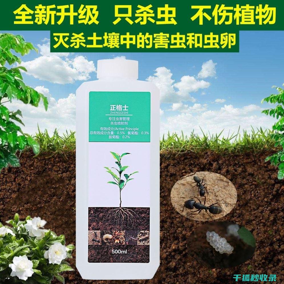 植物驱虫：轻松实现家居与庭院的害虫零容忍 (植物 驱虫)
